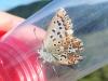 Polyommatus sp.